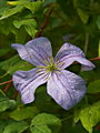 Clematis Emilia Plater IMG_7240 Powojnik